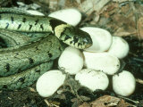 Grass Snake, Natrix Natrix with Eggs Lámina fotográfica por Mark Hamblin