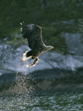 White-Tailed Eagle, Adult with Freshly Caught Fish, Norway Photographic Print by Mark Hamblin
