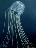 Box Jellyfish or Sea Wasp, Poisonous, Australia Lámina fotográfica por Karen Gowlett-holmes