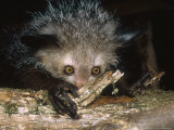 Aye-Aye, Salem Nosing Bark on Branch, Duke University Primate Center Lámina fotográfica por David Haring Aye-Aye, Salem Nosing Bark on Branch, Duke University Primate Center Lámina fotográfica por David Haring
