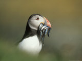 Mark Hamblin - Atlantic Puffin, Close-up of Adult with Sand Eels, Scotland Fotografická reprodukce