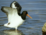 Oystercatcher, Wings Raised, Scotland Lámina fotográfica por Mark Hamblin Oystercatcher, Wings Raised, Scotland Lámina fotográfica por Mark Hamblin