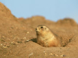 Prairie Marmot Emerging from Underground Burrow Photographic Print by Mark Hamblin