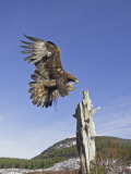 Golden Eagle, Adult Landing, Scotland Photographic Print by Mark Hamblin