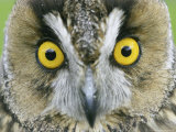 Long-Eared Owl, Close-up of Eyes, Scotland Photographic Print by Mark Hamblin