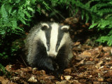 Badger, Close-up Lámina fotográfica por Mark Hamblin Badger, Close-up Lámina fotográfica por Mark Hamblin