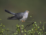Cuckoo, Male Perched on Silver Birchsapling, UK Photographic Print by Mark Hamblin