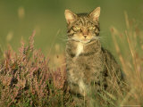 Scottish Wildcat, Felis Sylvestris Male, August Highlands, Scotland Lámina fotográfica por Mark Hamblin Scottish Wildcat, Felis Sylvestris Male, August Highlands, Scotland Lámina fotográfica por Mark Hamblin