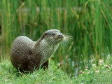European Otter, Lutra Lutra Riverbank Photographic Print by Mark Hamblin