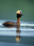 Slavonian Grebe, Podiceps Auritus Adult on Loch in Summer P Lumage, May, Scotland Photographie par Mark Hamblin