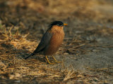 Brahminy Myna Photographie par Mark Hamblin