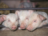 British Saddleback Pigs, Piglets Peering Through Bars of Sty, UK Photographie par Mark Hamblin