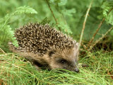 Hedgehog Photographic Print by Mark Hamblin