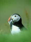 Atlantic Puffin, Close-up of Adult with Sand Eels, Scotland, UK Photographic Print by Mark Hamblin