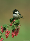 Coal Tit, Perched on Wild Currant Blossom, UK Photographic Print by Mark Hamblin