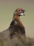 Red Grouse, Portrait of Male, Scotland Lámina fotográfica por Mark Hamblin