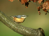 Nuthatch, Sitta Europaea Perched on Log in Autumn UK Photographie par Mark Hamblin