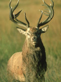 Red Deer, Cervus Elaphus Stag Portrait Lámina fotográfica por Mark Hamblin Red Deer, Cervus Elaphus Stag Portrait Lámina fotográfica por Mark Hamblin