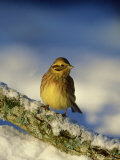 Yellowhammer, Emberiza Citrinella Female Perched on Branch Strathspey, Scotland Photographie par Mark Hamblin