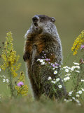 Mark Hamblin - Woodchuck - Fotografik Baskı