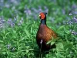 Pheasant Photographic Print by Mark Hamblin
