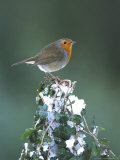 Robin on Ivy-Covered Stump in Snow, UK Photographic Print by Mark Hamblin