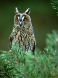 Long-Eared Owl, Adult, Scotland Photographic Print by Mark Hamblin