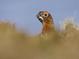 Red Grouse, Male, Scotland Photographie par Mark Hamblin