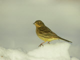 Yellowhammer, Emberiza Citrinella Female Perched in Snow Strathspey, Scotland Photographie par Mark Hamblin