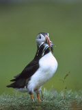 Atlantic Puffin, Adult with Sand Eels, Scotland, UK Photographic Print by Mark Hamblin
