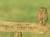 Little Owl, Athene Noctua Perched on Public Footpath Sign, UK Lámina fotográfica por Mark Hamblin Little Owl, Athene Noctua Perched on Public Footpath Sign, UK Lámina fotográfica por Mark Hamblin