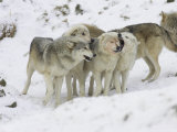 Wolf, Pack Interacting, Scotland Lámina fotográfica por Mark Hamblin Wolf, Pack Interacting, Scotland Lámina fotográfica por Mark Hamblin