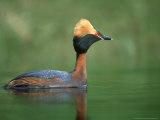Slavonian Grebe, Podiceps Auritus Adult on Loch in Summer P Lumage, May, Scotland Photographie par Mark Hamblin