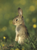 Rabbit, Youngster Standing Upright, UK Photographie par Mark Hamblin