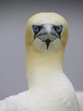Gannet, Close-up Portrait of Adult, Scotland, UK Photographie par Mark Hamblin