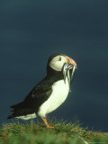 Puffin, Fratercula Arctica Adult with Sand Eels Scotland Photographie par Mark Hamblin