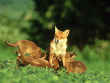 Red Fox, Cubs Suckling from Vixen, UK Lámina fotográfica por Mark Hamblin Red Fox, Cubs Suckling from Vixen, UK Lámina fotográfica por Mark Hamblin