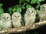 Tawny Owl, Strix Aluco Three Owlets Perched on Branch, W. Yorks Photographic Print by Mark Hamblin