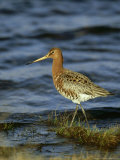 Black-Tailed Godwit, Adult, Scotland Lámina fotográfica por Mark Hamblin