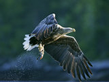 White-Tailed Eagle, Adult with Fish, Norway Lámina fotográfica por Mark Hamblin