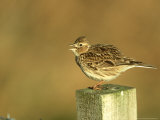 Skylark, Alauda Arvensis Singing from Fence Post South Uist, Scotland Photographie par Mark Hamblin