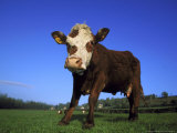 Hereford Cow, Low Angle View of Cow Stoodin Field, UK Photographic Print by Mark Hamblin