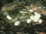 Grass Snake, with Eggs, UK Lámina fotográfica por Mark Hamblin
