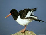 Oystercatcher on Rock, Scotland Lámina fotográfica por Mark Hamblin Oystercatcher on Rock, Scotland Lámina fotográfica por Mark Hamblin