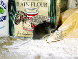 Wood Mouseapodemus Sylvaticusamongst Flour Packets Lámina fotográfica por Mark Hamblin