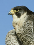 Peregrine Falcon, Close-up Portrait of Adult Male, UK Lámina fotográfica por Mark Hamblin Peregrine Falcon, Close-up Portrait of Adult Male, UK Lámina fotográfica por Mark Hamblin