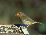 Robin, Feeding on Table, UK Photographie par Mark Hamblin