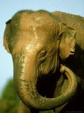 Indian Elephant, Elephas Maximus Adult Spraying Body with Mud Photographie par Mark Hamblin