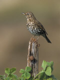 Song Thrush, Perched on Post, Scotland Photographic Print by Mark Hamblin