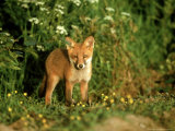 Red Fox Lámina fotográfica por Mark Hamblin